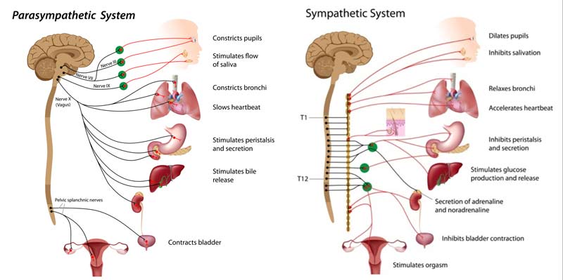 autonomic nervous system infographic