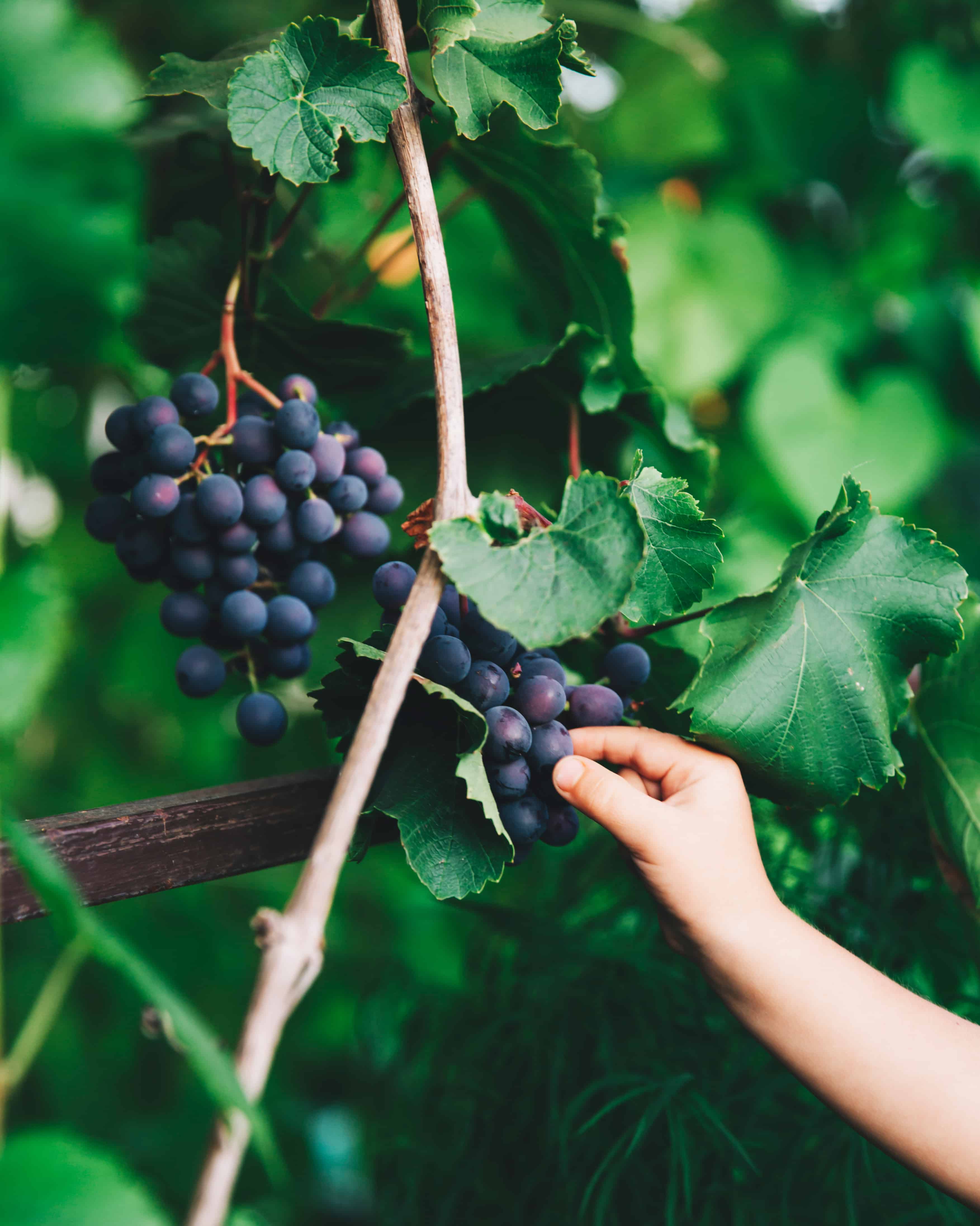 Ripe purple grapes hang on the branches. A child's hand reaches out to pick a bunch and berries